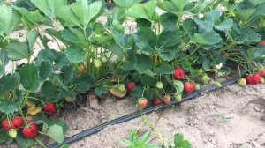 Земляника Кабрилло. Часть 1.