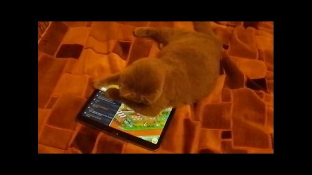 Кошки тоже играют на планшете. Съёмка на телефон. смотреть онлайн