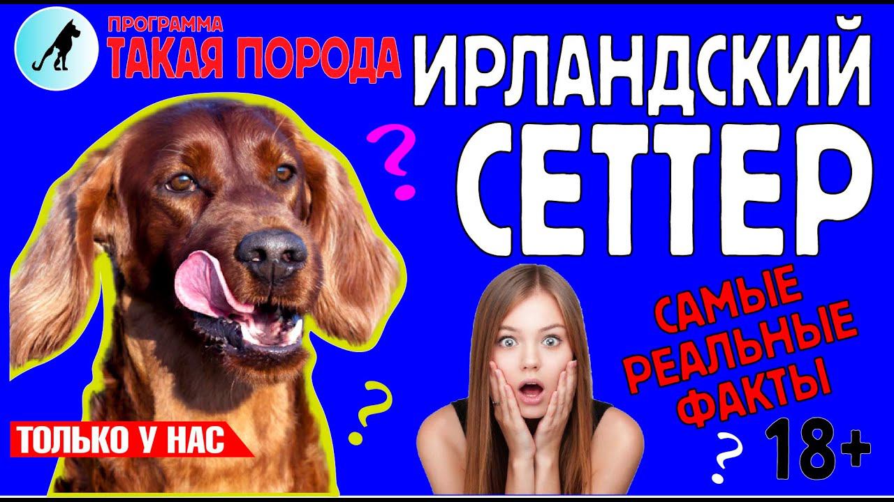 Такая порода. Ирландский сеттер смотреть онлайн
