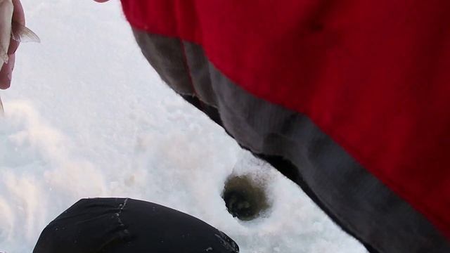Кубенское озеро.Первая зимняя рыбалка сезона 2021-2022.ищем окуня.Рыбалка в мороз. смотреть онлайн