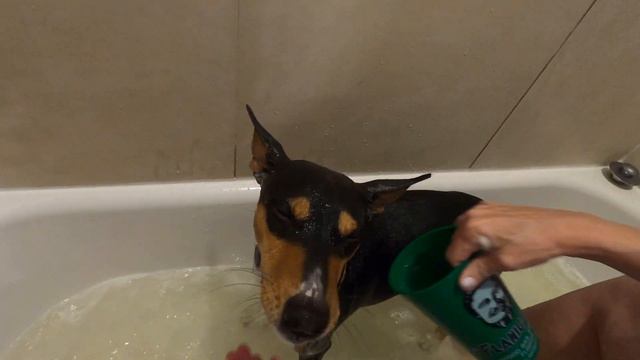 Basenji Zinga & Zulu's World | Part 2 смотреть онлайн