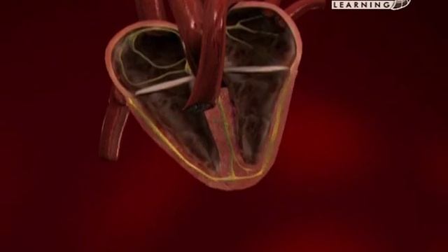 Виллем Эйнтховен и электрокардиография. смотреть онлайн