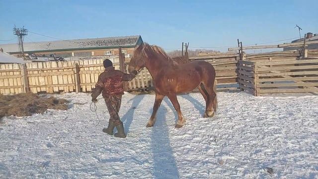 Советский тяжеловоз КЕДР 3года.