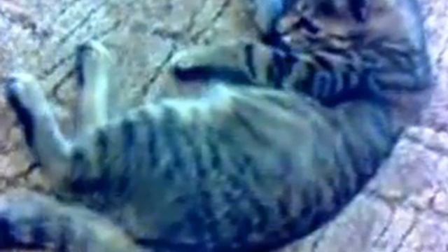Хвост мой Враг мой Ч 2 смотреть онлайн