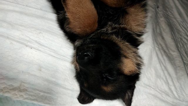 1. Знакомство и выбор щенка немецкой овчарки. смотреть онлайн