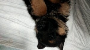 1. Знакомство и выбор щенка немецкой овчарки.