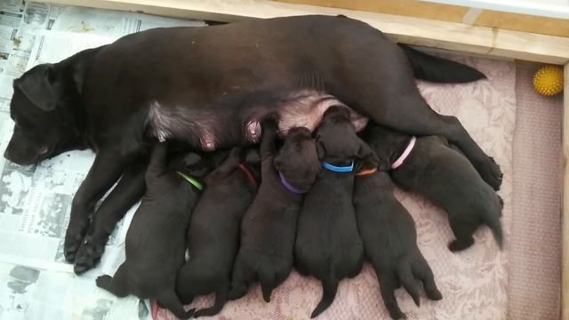Щенки шоколадного лабрадора Chocolate labrador puppies смотреть онлайн