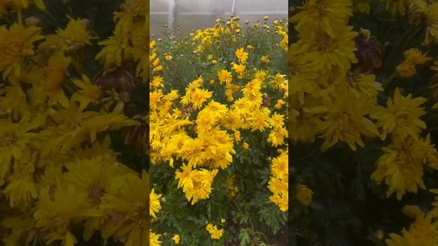 Желтая любовь ? моего сада ❤️ #хризантема #осень #цветы #посадочныйматериал смотреть онлайн