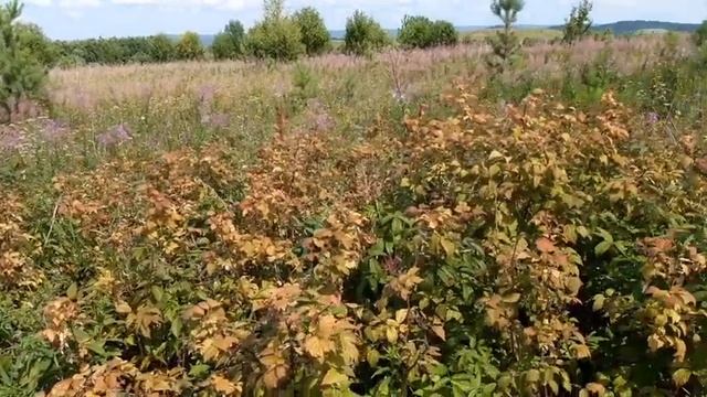 Еду в лес на разведку за лесной малиной смотреть онлайн
