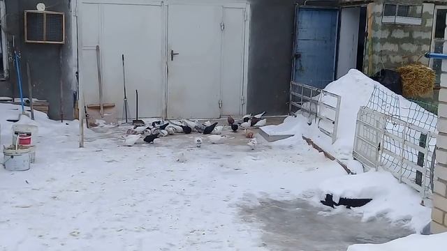 3.03.18г.Как удалить нарост на клюве голубей! смотреть онлайн