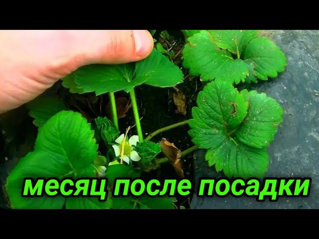 Выращивание клубники в балаганах смотреть онлайн