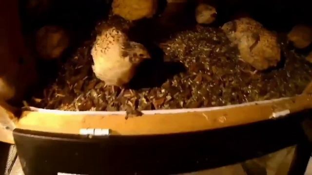 Перепелинные яйца. Увеличение яйценоскости перепелов. #папанадаче смотреть онлайн