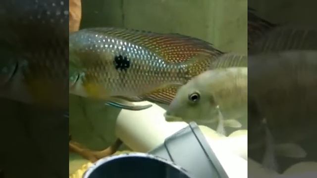 Geophagus steindachneri geophagus iporangensis смотреть онлайн