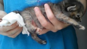 Котёнок без мамы. Массаж для мочеиспускания и испражнения