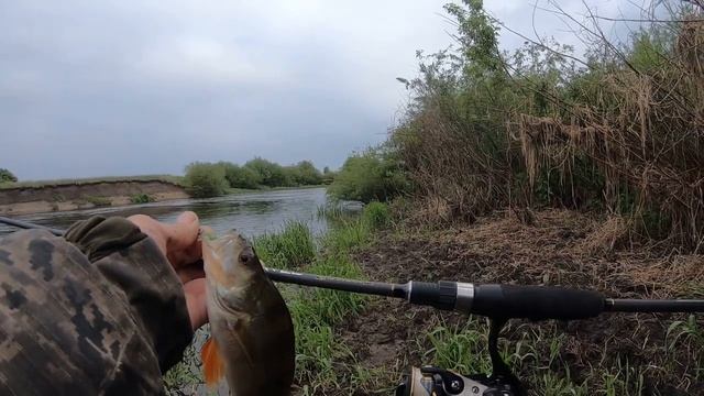Окуни на Larva от SilicPerm и голавль на Lucky John J.I.B.Tail смотреть онлайн