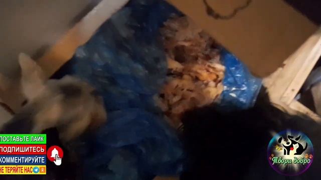 Закупили мясной продукции для каш собакам смотреть онлайн