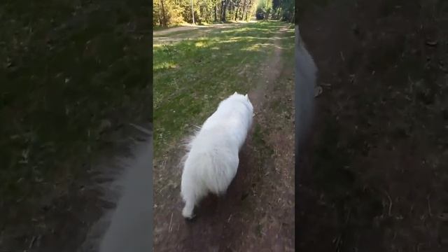 Клещ. Как уберечь себя и животных от клещей. Альфациперметрин смотреть онлайн