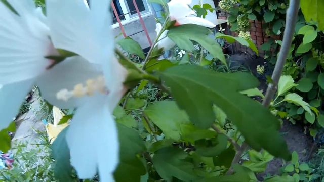 Hibiscus white with red center смотреть онлайн