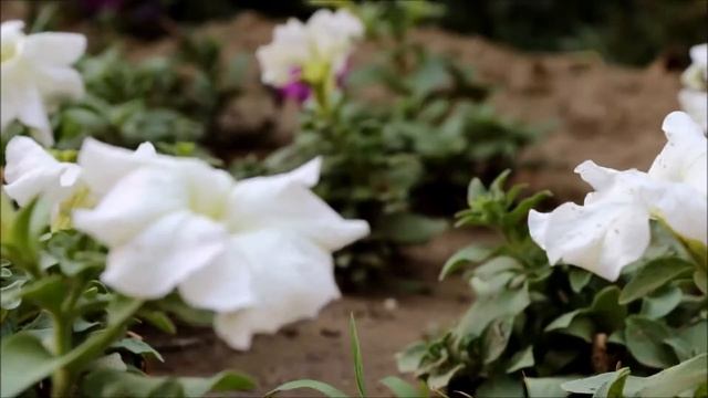 Canon 760D Full HD Video смотреть онлайн