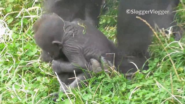 Gorilla Mum Has Her Own Way Of Carrying Her Newborn смотреть онлайн