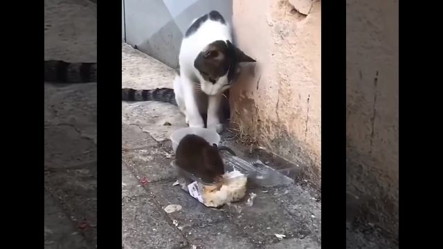 Смешные котики и коты. Птичку жалко( смотреть онлайн