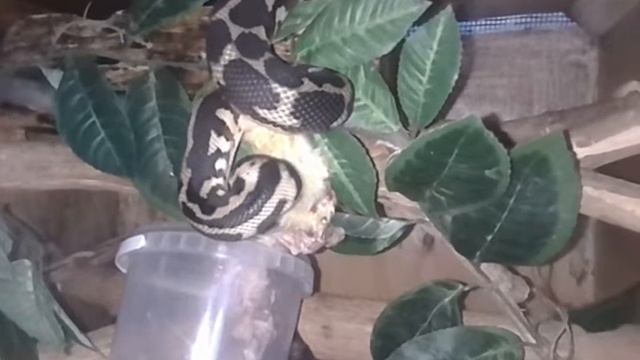 21.06.2020 Carpet Python/ Килимний пітон/ Ковровый питон смотреть онлайн