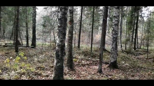 Красота осеннего леса.?? смотреть онлайн