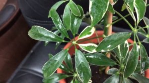 Шеффлера уход в домашних условиях. Приметы и суеверия