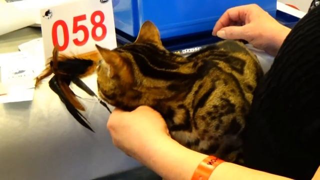 Bengal - Felis silvestris catus XX Prionailurus bengalensis - Paris Animal Show 2016 - 28/01/2016 смотреть онлайн