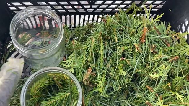 Хвойный настой для моих семян и рассады. смотреть онлайн