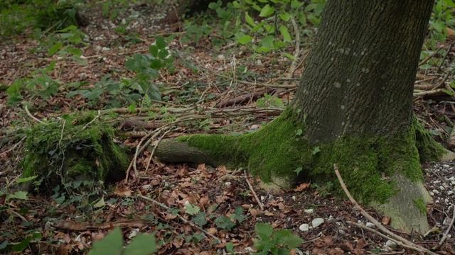 How to use tree roots as a compass | Navigate using nature смотреть онлайн