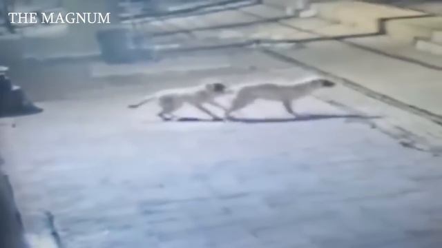 Wolfhound VS Three Wolves. Wild Animal Battles Caught On Camera смотреть онлайн