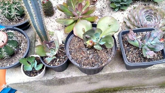 COMO CULTIVAR ECHEVERIA BUMPS!! 😱 | DICAS DE CULTIVO / Paraíso da Suculenta смотреть онлайн