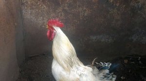 Петух кудахчет