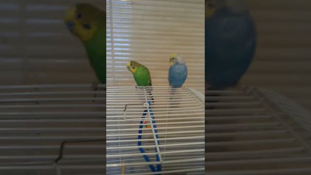 Мы гуляем. Соблюдения и правила полетов вне клетки! смотреть онлайн