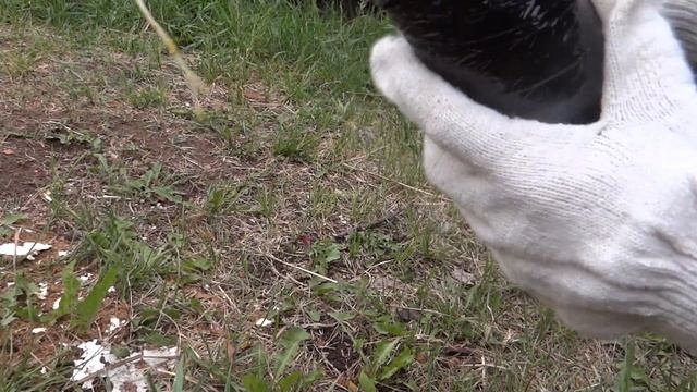 Черевишня чудо вишня! Распаковка вишни - корневая смотреть онлайн