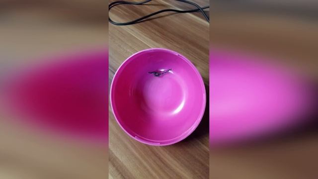 Поделки для дачи своими руками: божьи коровки из подручных материалов смотреть онлайн