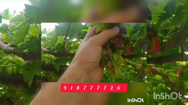 Виноград Хеллоуин для заказа черенки и Саженцы напишите на ватсап 918777726 смотреть онлайн