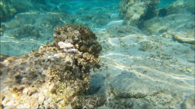 Concorde Marsa Alam 5* 2021 #RedSea #Egypt #MarsaAlam смотреть онлайн