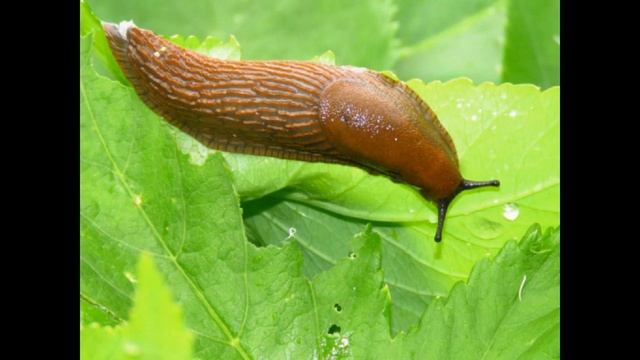 Борьба со слизнями на садовых участках