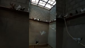 Бойные голуби Таджикистана