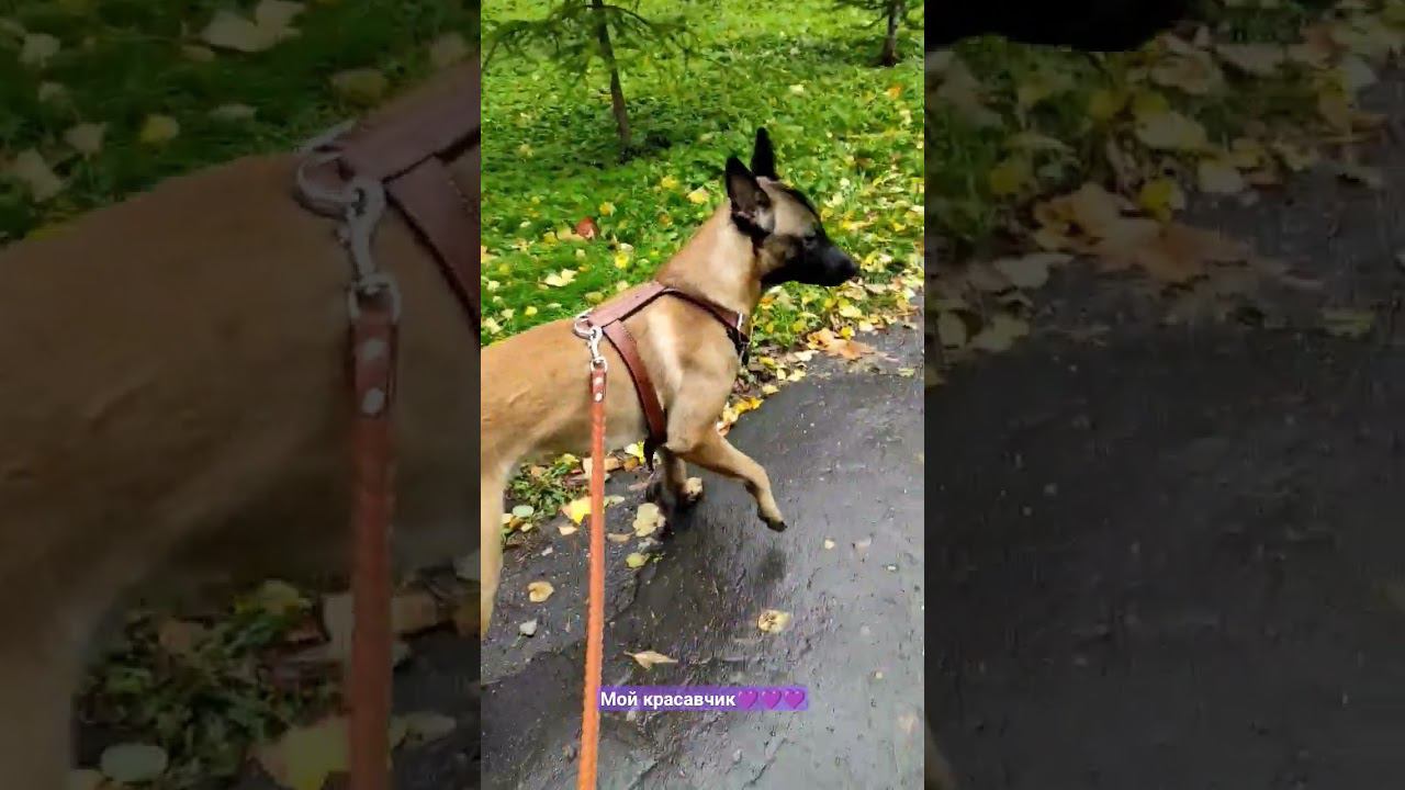 Маленуа - Бельгийская овчарка #dog #malinois #animals #frends