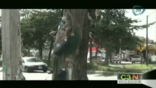 Árbol del diablo se convierte en centro de rituales al culto del mal смотреть онлайн
