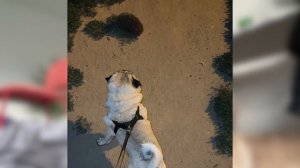 ОБЗОР НА МОПСА