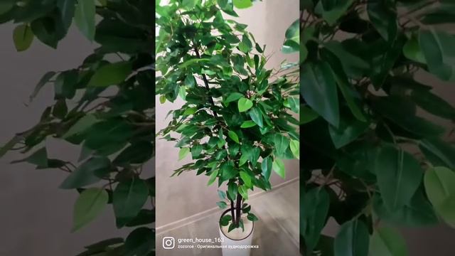 Искусственный фикус Бенджамина смотреть онлайн