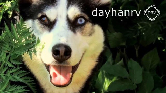 DOGS BARKING To Make Your Dog Bark | 11 Dog Breeds Barking Sound Effects HD