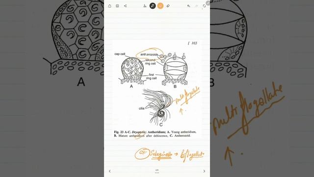 PART 2 LIFE CYCLE OF PTERIDOPHYTA (DRYOPTERIS FERN) смотреть онлайн