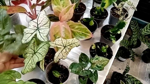 Обзор цветов на выставке. Декоративнолиственные растения. смотреть онлайн