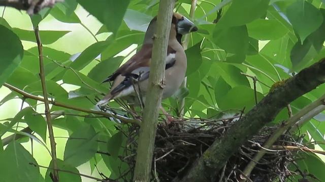 Обыкновенный дубонос (Coccothraustes coccothraustes) смотреть онлайн