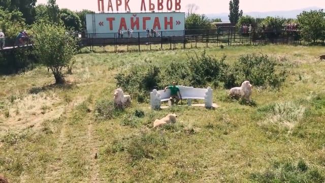 Вожак прайда кормит своих львов. Олег Зубков. Тайган. смотреть онлайн